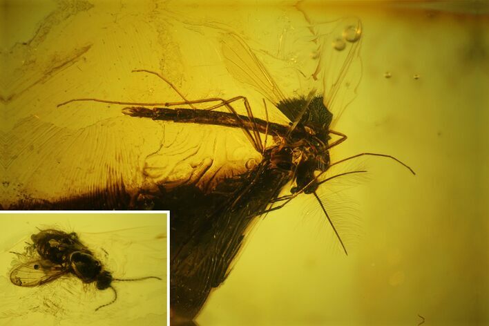 Two Fossil Flies (Diptera) In Baltic Amber #135077